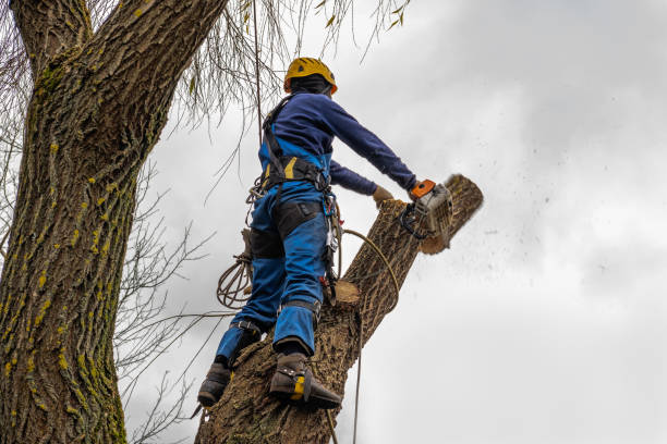 Best Tree Risk Assessment  in Lead, SD